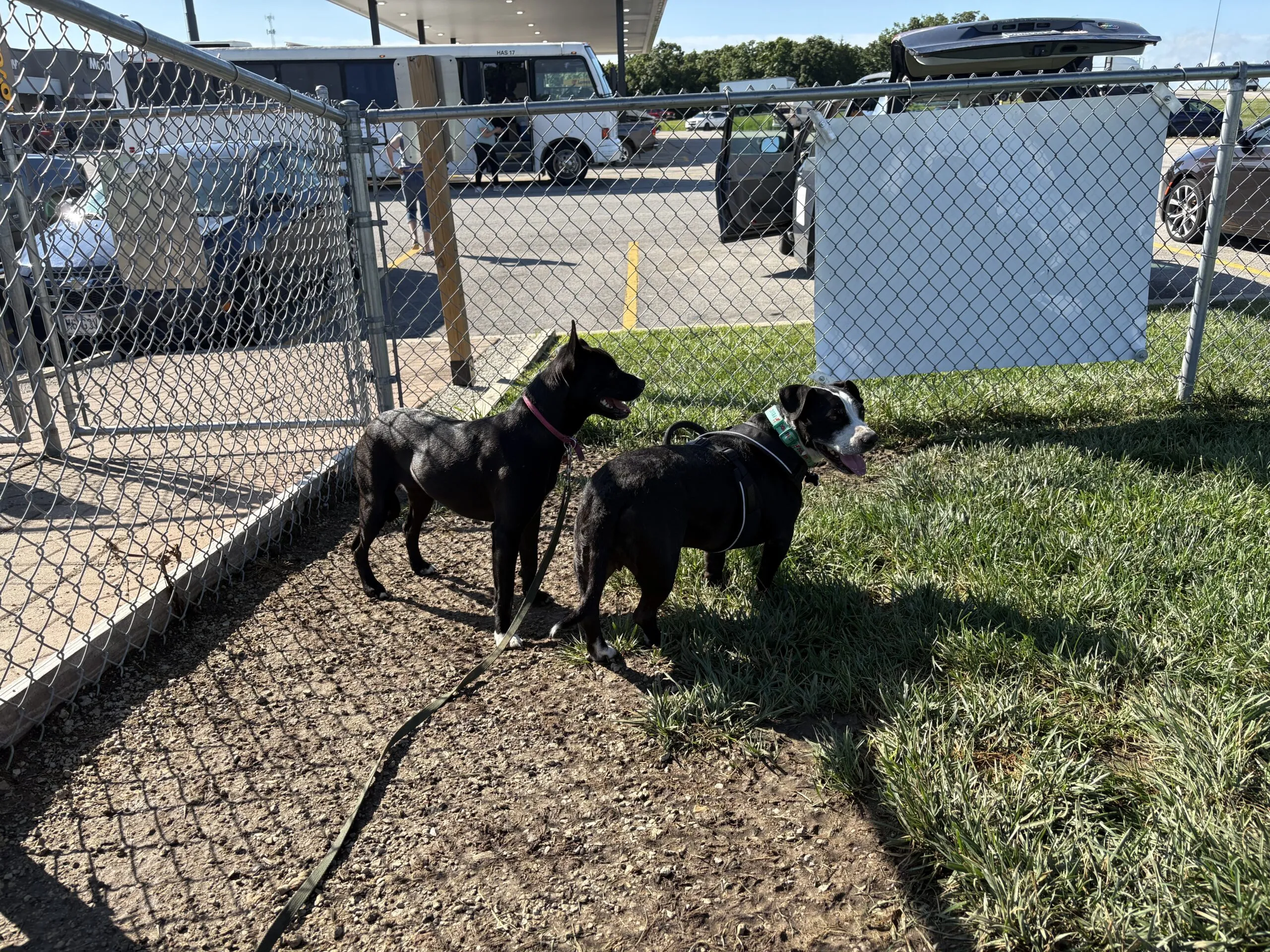 A group of senior dogs resting comfortably in a spacious, clean shelter environment.
