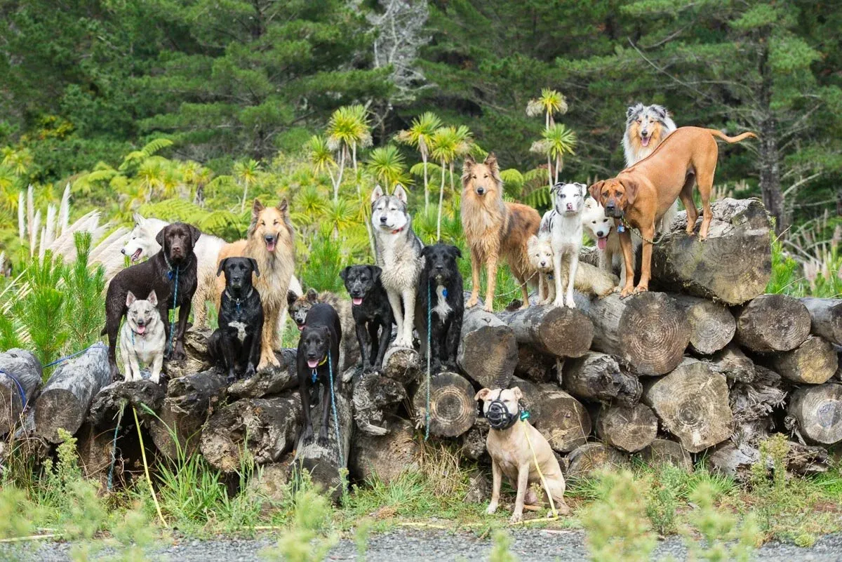 A group of well-behaved dogs sits patiently on large logs, supervised by an Auckland dog walker, showcasing excellent obedience during an outdoor adventure.