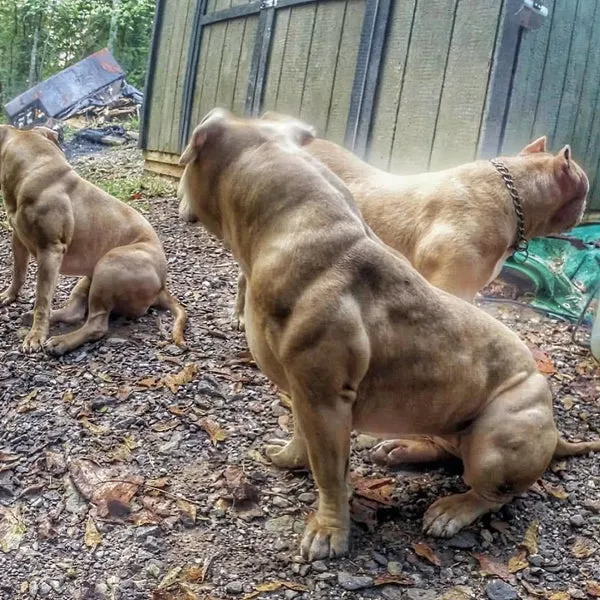 A group of well-muscled Pit Bulls, "Pit Dude's Pack," demonstrating the results of feeding Bully Max high-performance dog food.