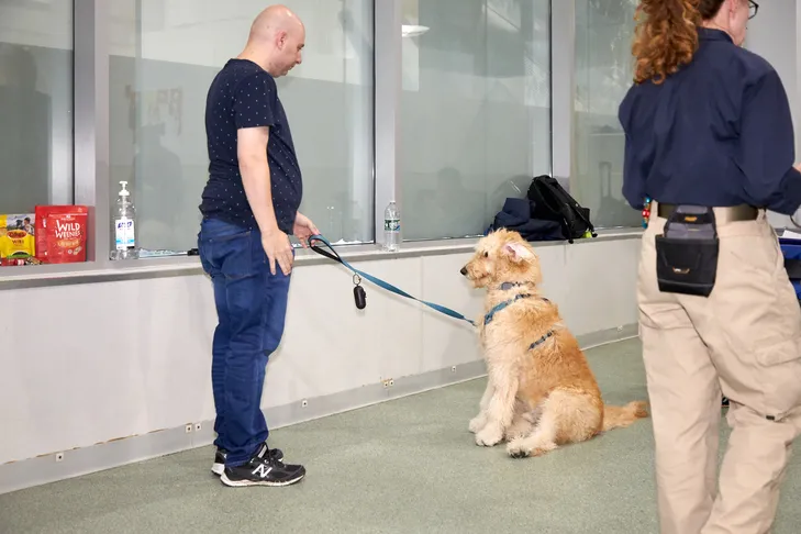A handler using a clicker to train a puppy indoors, focusing on positive reinforcement.