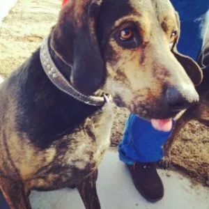 A handsome American Leopard Hound patiently waits, hoping for more delicious treats