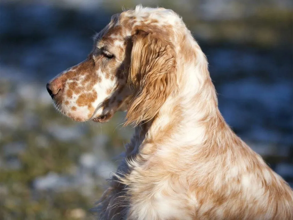A handsome English Setter resting by a fireplace.