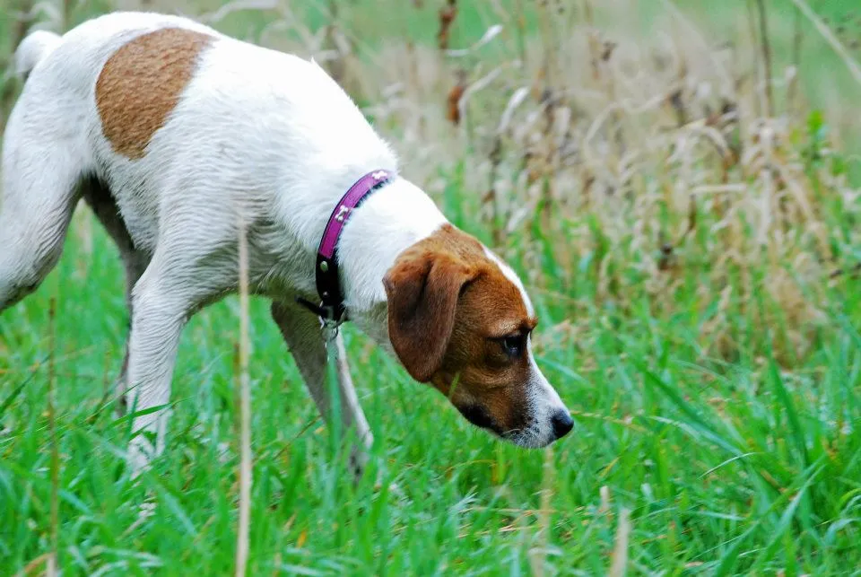 A happy, alert mixed breed dog named Mischief, with a stubby tail, looking intently at her trainer during an obedience session, demonstrating focus and trainability.