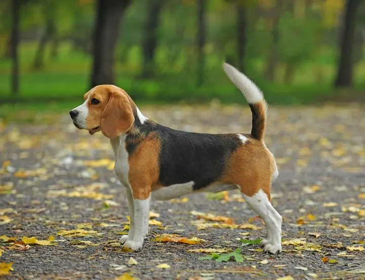 A happy Beagle dog sitting outdoors, looking alert, representing the best dog food for Beagles 2020.