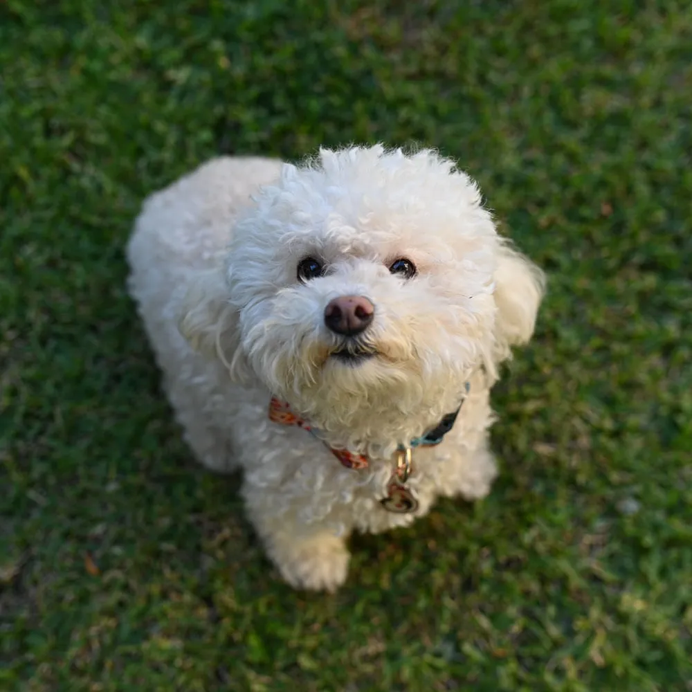 A happy Bichon Frise enjoying a healthy meal, illustrating optimal nutrition for the breed.