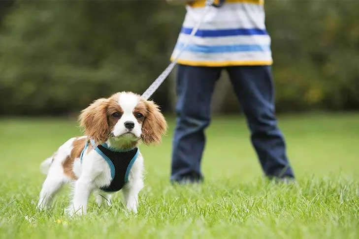 A happy Cavalier King Charles Spaniel on a leash, looking alert