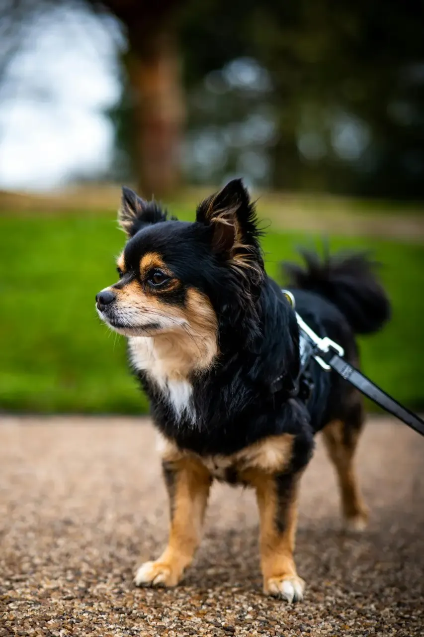 A happy Chihuahua playing outdoors, highlighting its need for regular exercise and mental stimulation