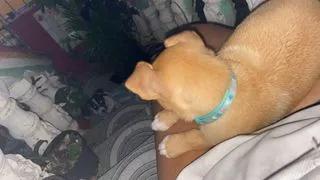 A happy dog being walked by a professional pet sitter