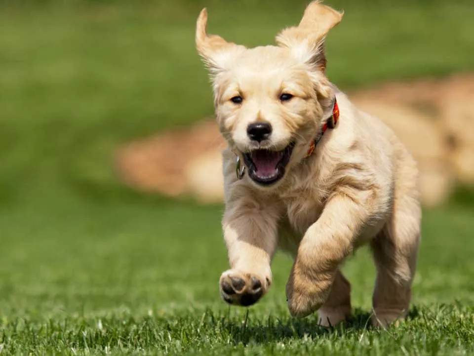 A happy dog chewing on a raw meaty bone, illustrating the benefits of raw bones for dogs