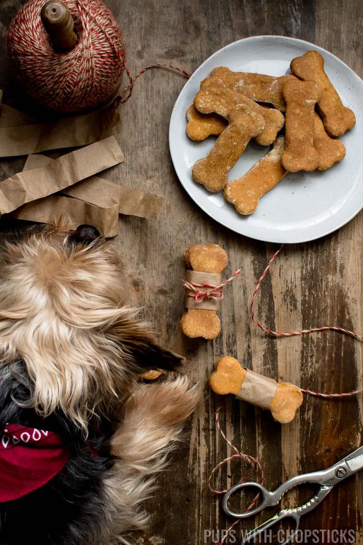 A happy dog eagerly sniffing freshly made homemade grain-free pumpkin treats, tied with twine, symbolizing a delicious and healthy snack.