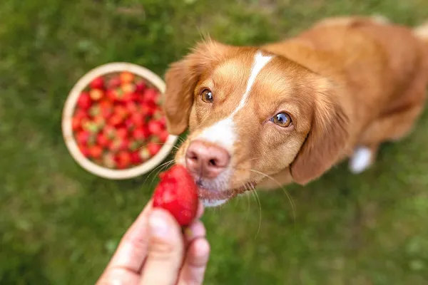 A happy dog enjoys a slice of watermelon as a healthy treat.