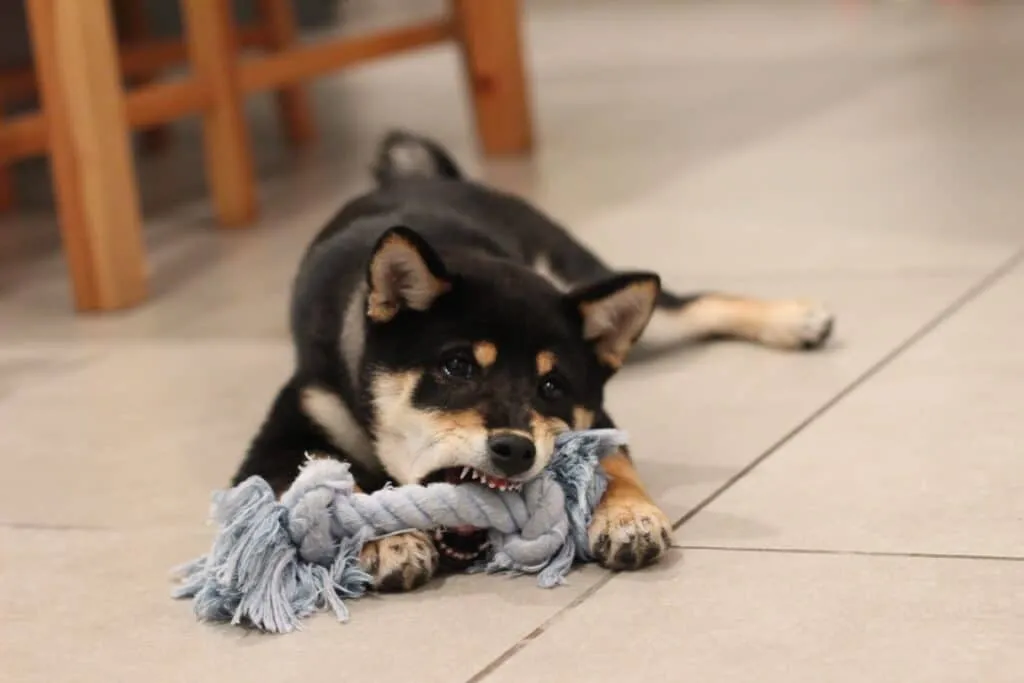 A happy dog playing with a tough chew toy