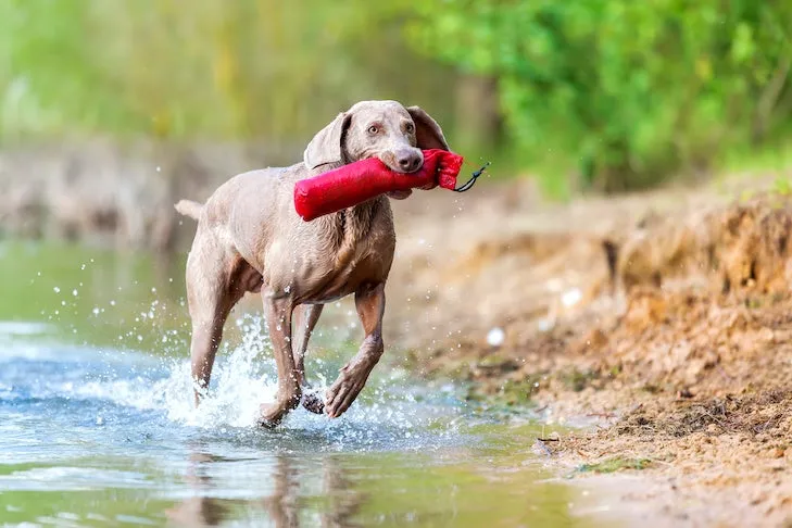 A happy dog running in a field