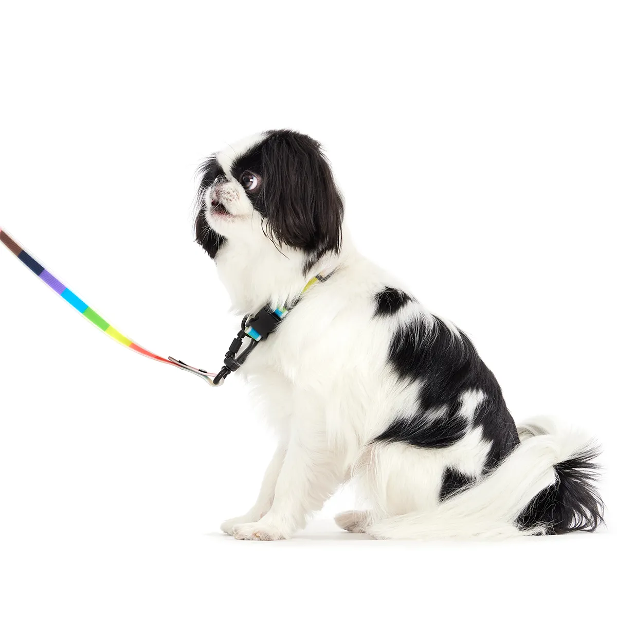 A happy dog walks on a leash, emphasizing the importance of informed choices for a pet's well-being, including selecting safe stuffed dog toys.