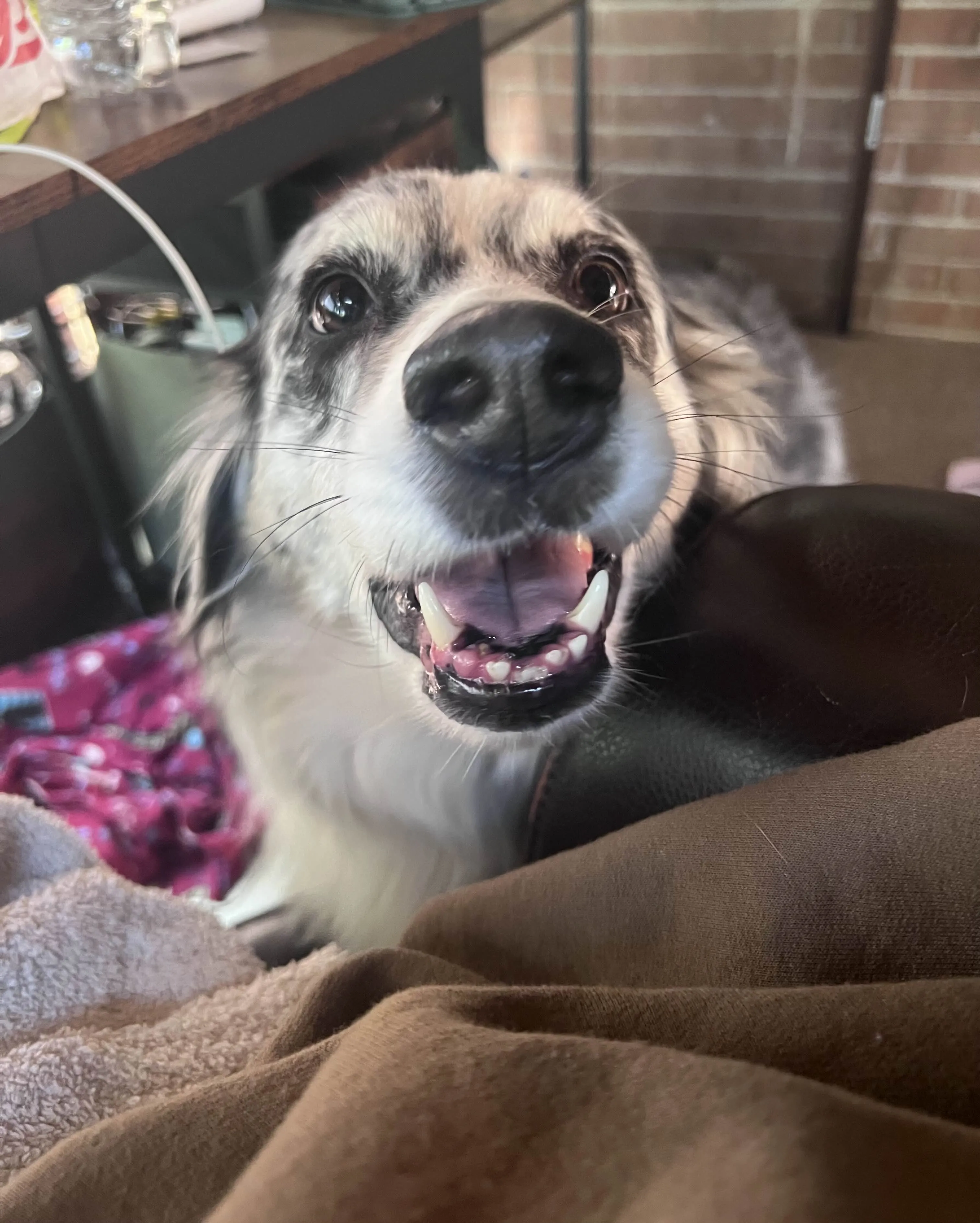 A happy dog with bright eyes and a clean coat, representing a successful pet grooming experience