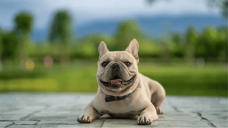 A happy French Bulldog puppy learning to 'shake a paw' trick, demonstrating its intelligence and eagerness to learn new commands.