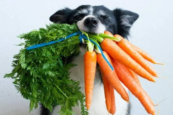 A happy Golden Retriever holding fresh carrots in its mouth, demonstrating how dogs can safely eat certain vegetables daily.