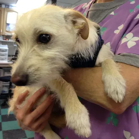 A happy, healthy dog, representing the cherished pets cared for at Animal Hospital of Webster.
