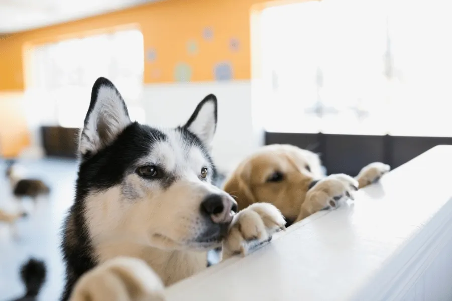 A happy husky and golden retriever playing together at a doggy daycare