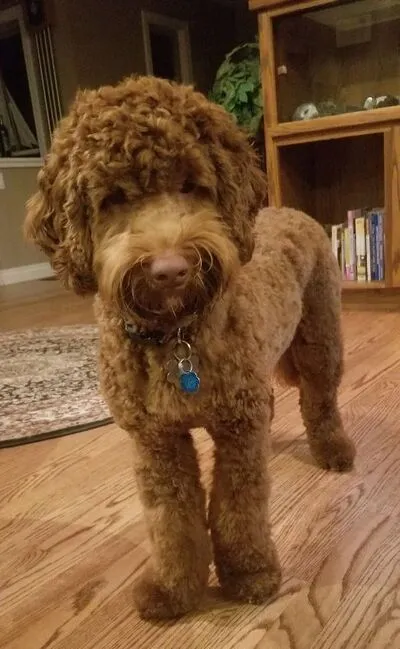 A happy Labradoodle named Dexter posing for a picture, looking inquisitive.