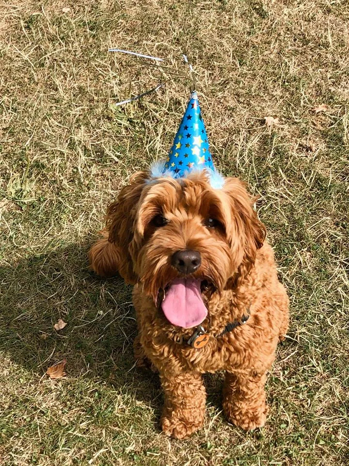 A happy Labradoodle named Rufus celebrating his second birthday with doodle friends.