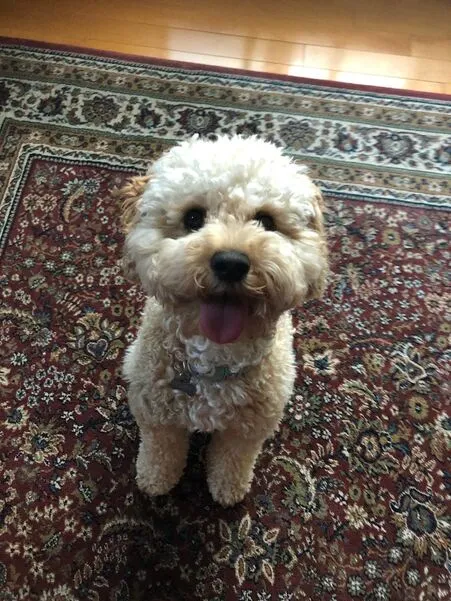 A happy Labradoodle named Sydney, showing her endearing face.