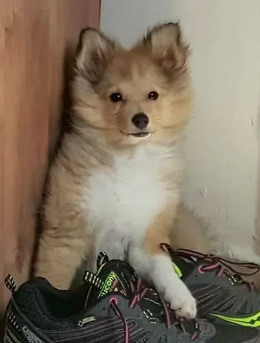 A happy sable Sheltie puppy, Lady, sitting contentedly with a human's shoe, enjoying the scent