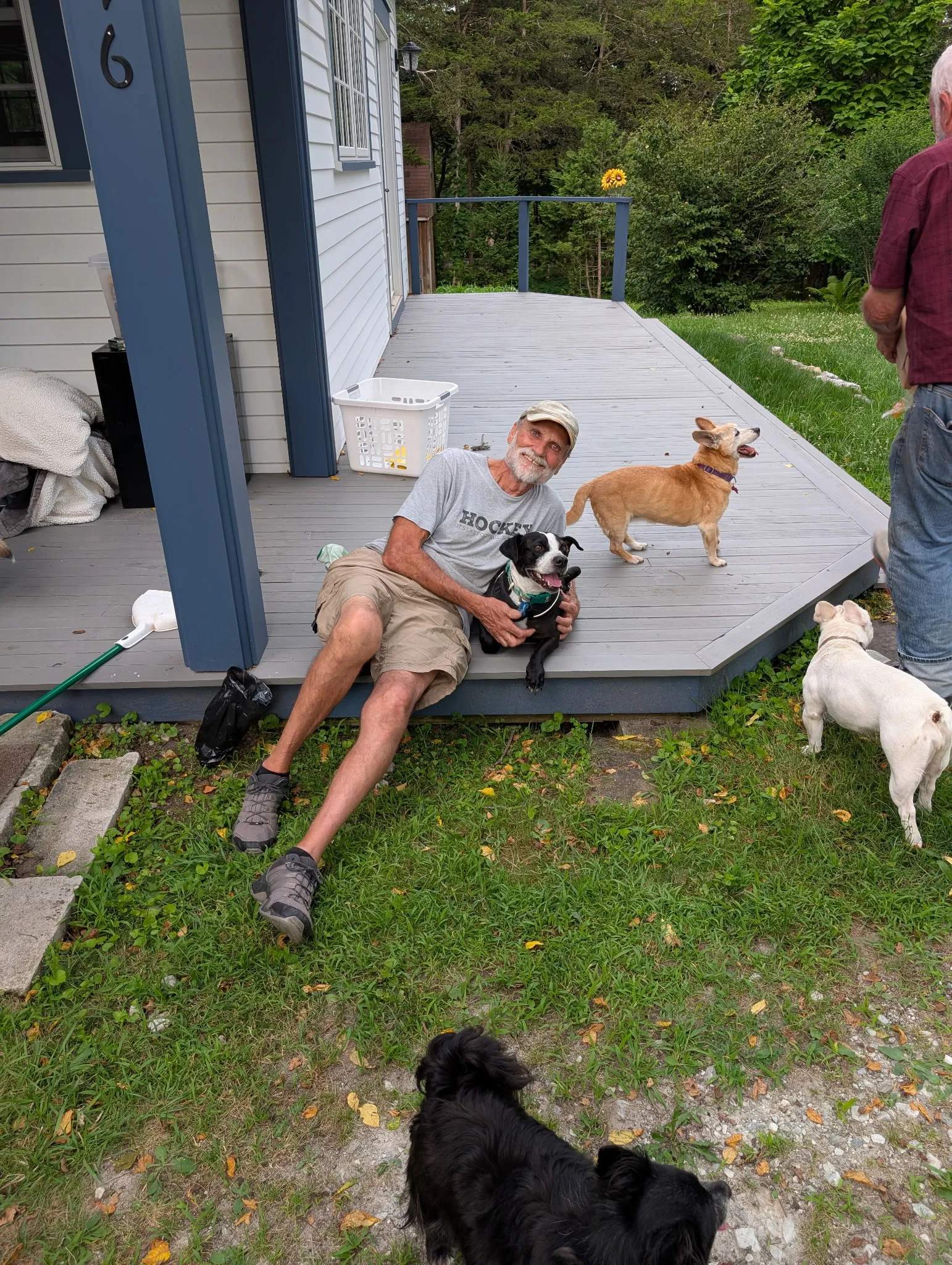 A happy senior dog resting in its comfortable crate during transport