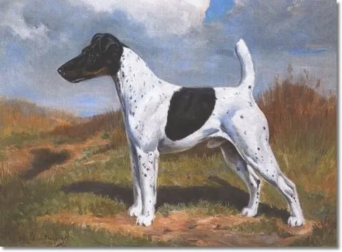 A happy Smooth Fox Terrier sitting patiently, its ears perked, displaying its intelligent and friendly demeanor.