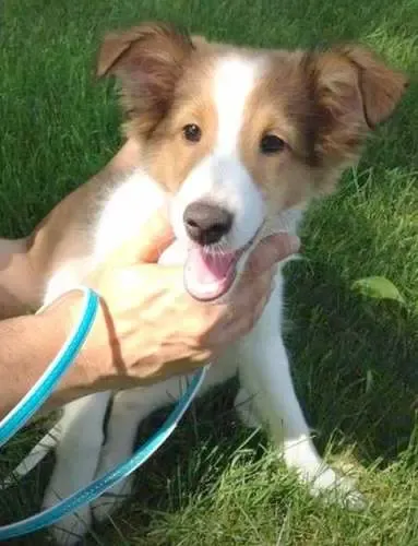 A happy tri-color Sheltie puppy, Skylar, full of energy and mischief