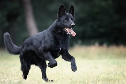 A healthy, active black and tan working line German Shepherd playing outdoors.