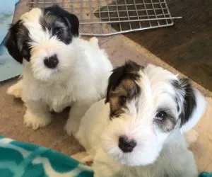 A healthy adult Sealyham Terrier with its characteristic white coat and expressive eyes, embodying the breed's unique charm for potential owners.