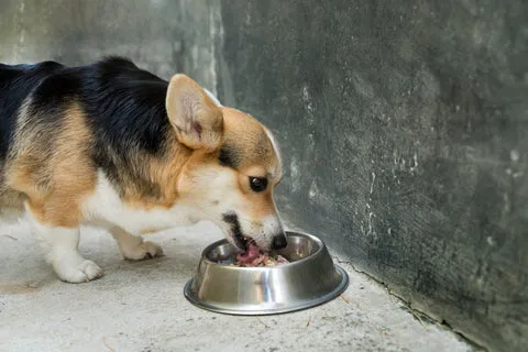 A healthy Corgi enthusiastically eating from its food bowl, enjoying plain poached fish, a gentle and enticing meal for sick dogs