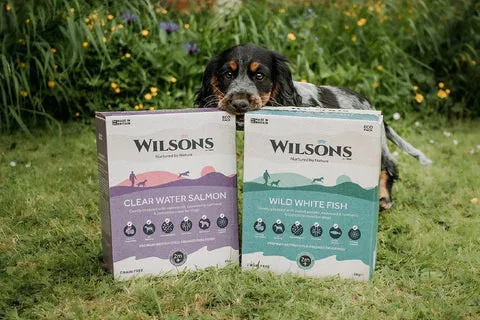A healthy dog enjoying cold-pressed dog food, a gentle option for sensitive stomachs.