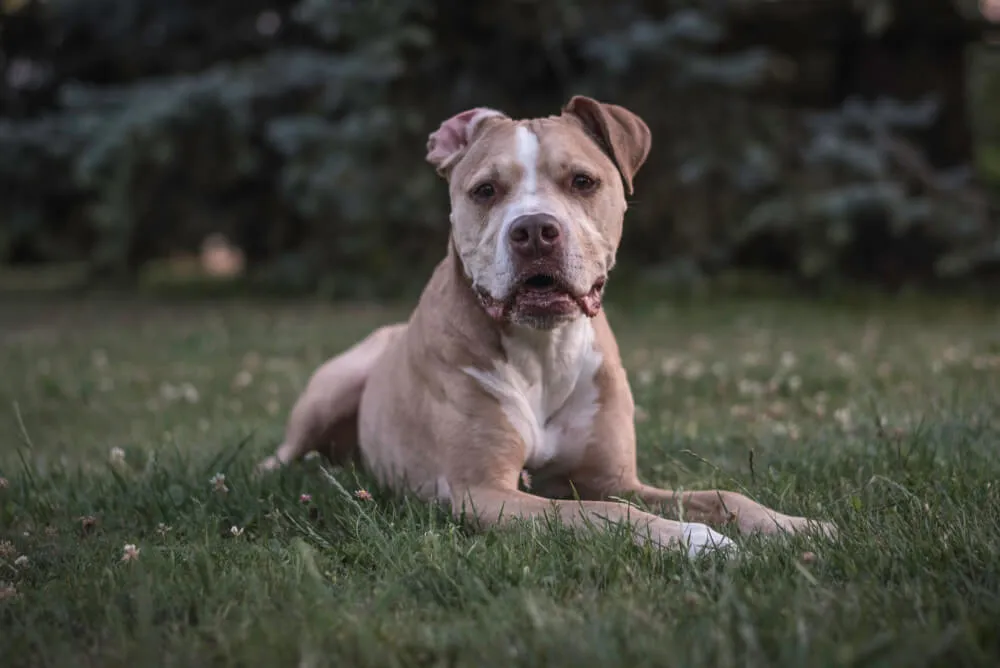 A healthy Pitbull enjoying an affordable, nutritious meal from a dog bowl