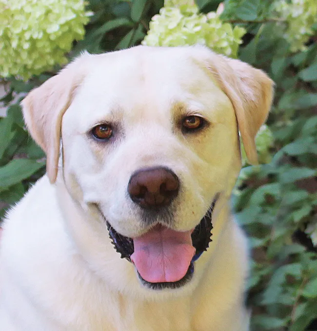 A heartwarming illustration of a gentle dog, possibly a Golden Retriever or Labrador, symbolizing the loyalty and comforting presence of therapy dogs.