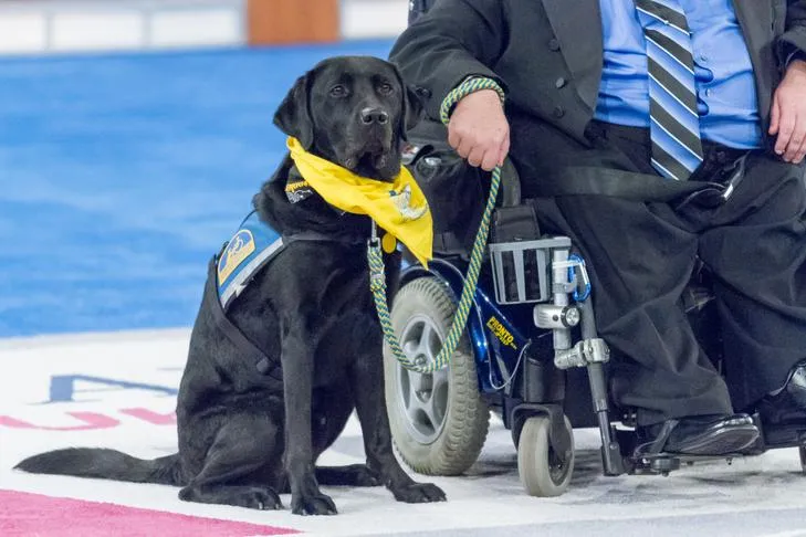 A highly trained service dog calmly assisting its handler in a public, professional environment.