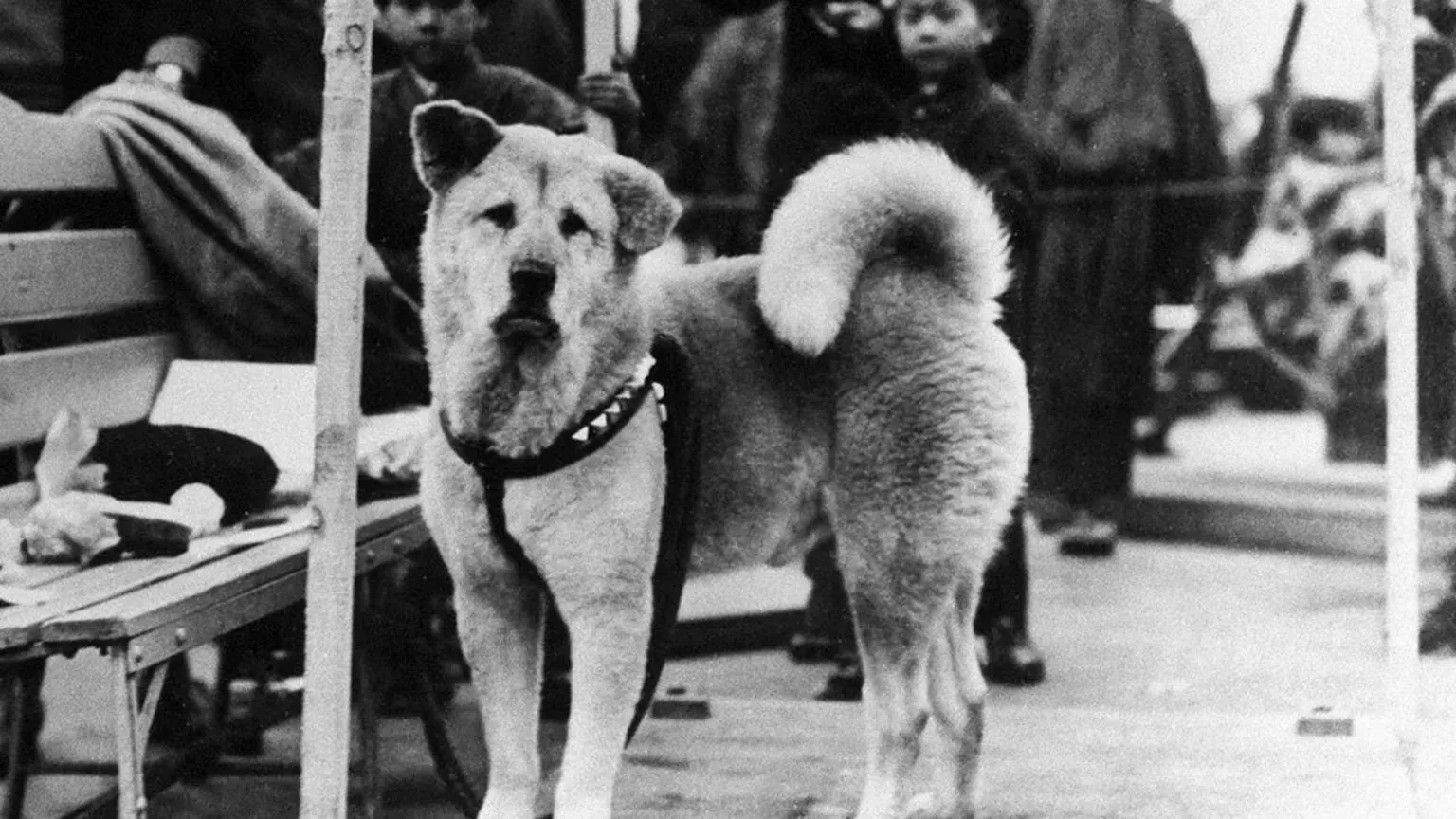 A historical black and white photograph of Hachiko, the Akita dog, captured in the 1930s.