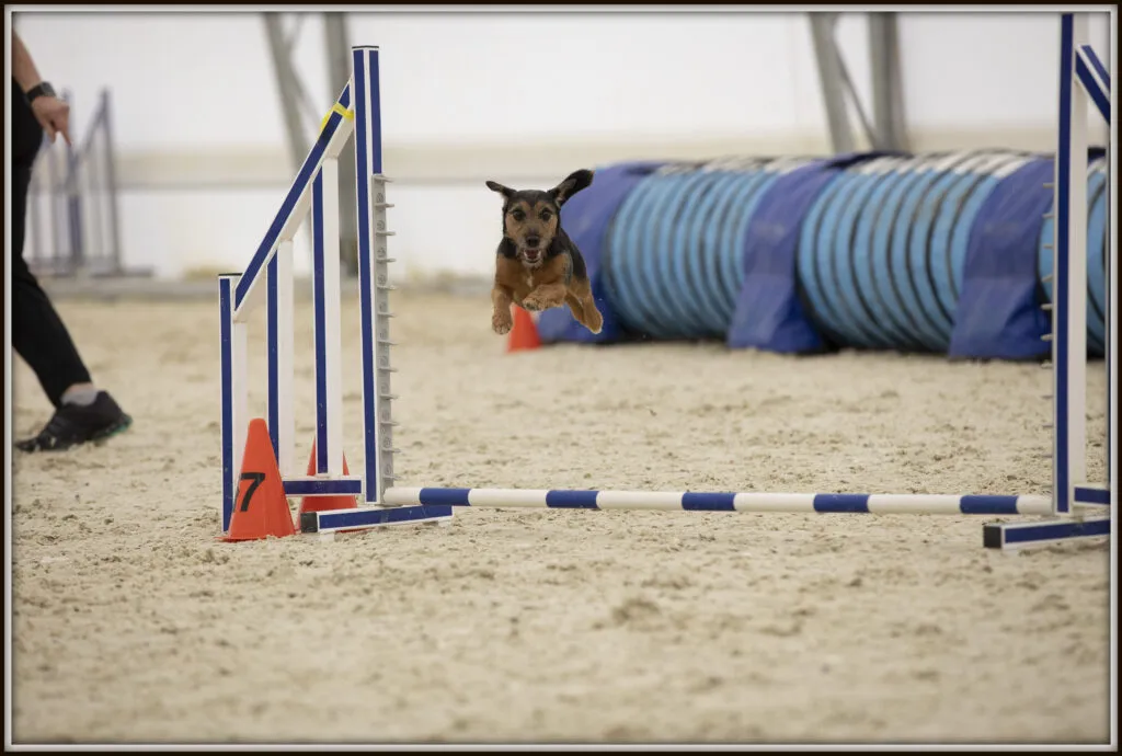 A Jack Russell Terrier performing agility, jumping over an obstacle