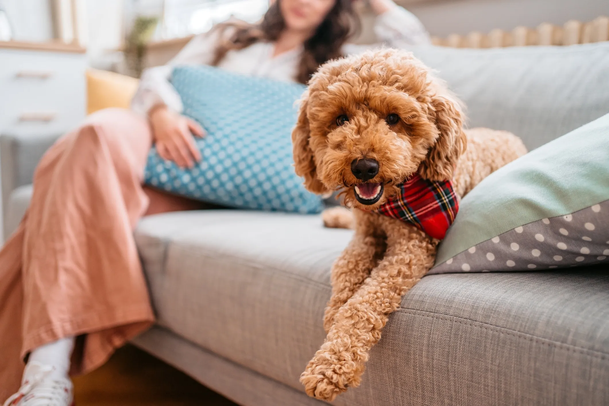 A joyful Goldendoodle, a popular low-shedding companion, lying on a couch with a person sitting in the background.