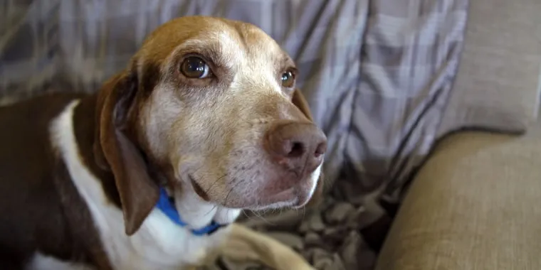 A joyful senior dog smiling after being rescued by Old Friends Senior Dog Rescue
