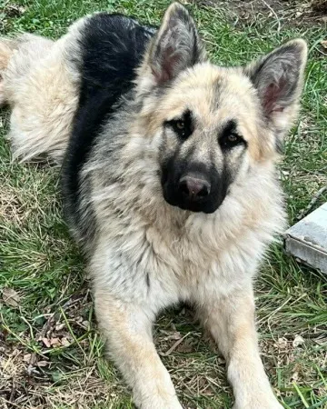 A King Shepherd puppy with striking markings