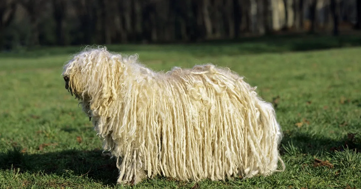 A Komondor dog with its distinctive white, heavy, corded coat, appearing majestic.