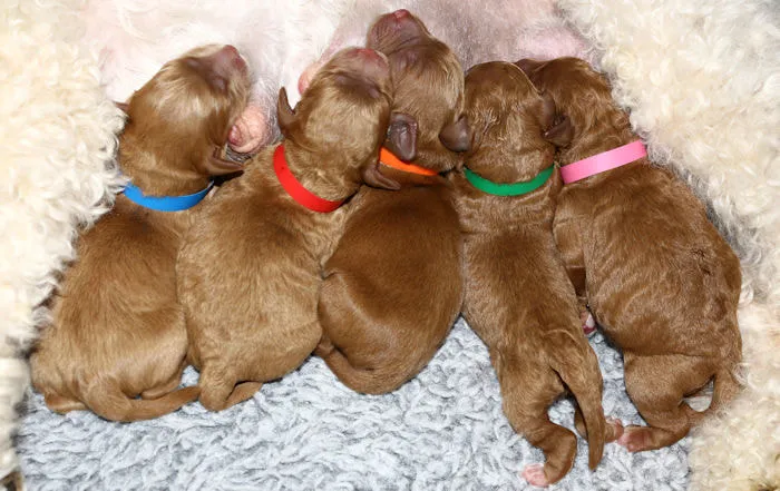 A Labradoodle mother, Bessie, with her five beautiful puppies, 18 hours old.