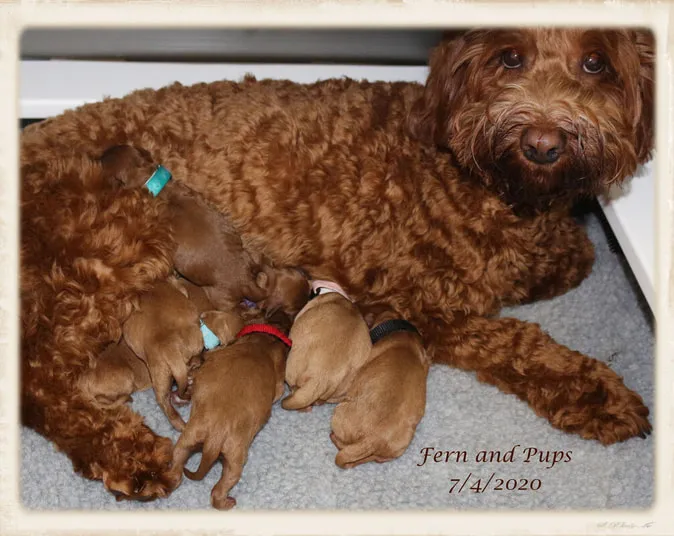 A Labradoodle mother, Fern, with her two girls and five boys, born July 4, 2020.
