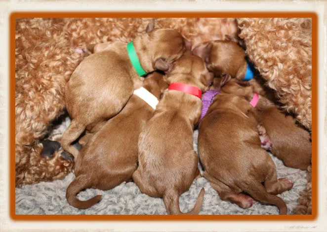 A Labradoodle mother, Juniper, with her four girls and two boys, born June 30, 2020.