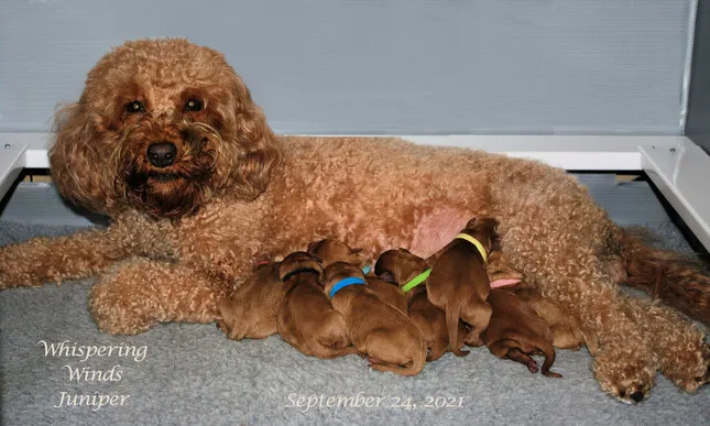 A Labradoodle mother, Juniper, with her newborn litter of puppies.