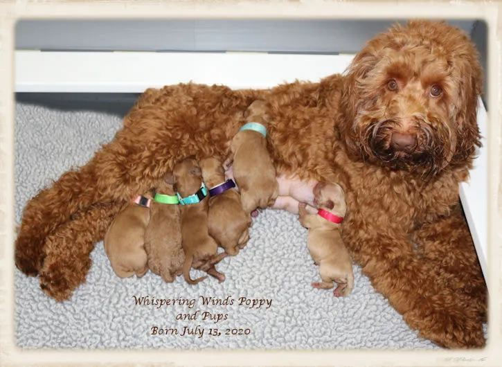 A Labradoodle mother, Poppy, with her six beautiful pups, born July 13, 2020.