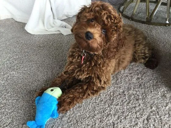 A Labradoodle named Anna playing with a fish toy, showcasing her joyful puppy nature.