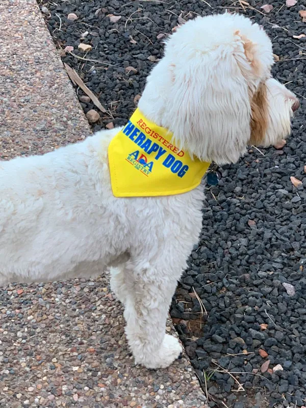 A Labradoodle named Aspen Joy, a therapy dog in training, looking sweet and smart.